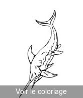 coloriage animal prehistorique requin
