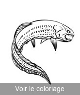 poisson préhistorique image a imprimer