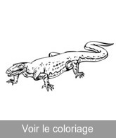 colorier dessin crocodile préhistorique
