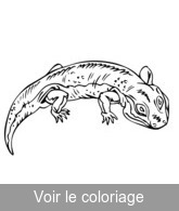 reptile préhistorique amphibien a imprimer noir et blanc