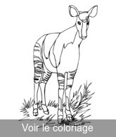 antilope dessin pour imprimer et colorier