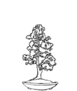 arbre bonsaï 10