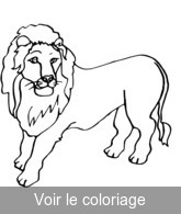 coloriage lion avec sa belle crinière