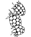dessin fruit et légume a imprimer
