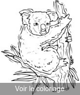 coloriage koala gris assis sur une branche