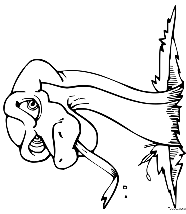 Coloriage A Imprimer Serpent