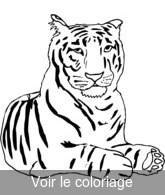 coloriage Tigre placide au repos