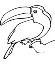 oiseau toucan