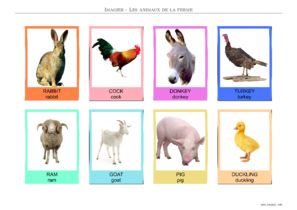 imagier animaux de ferme  en anglais