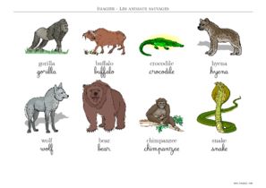 imagier animaux sauvage en anglais