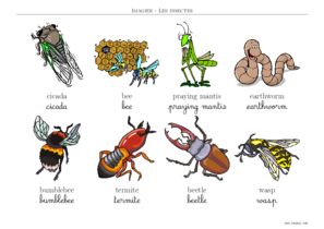 imagier maternelle insecte en anglais