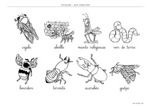 imagier maternelle insecte noir et blanc écriture cursive