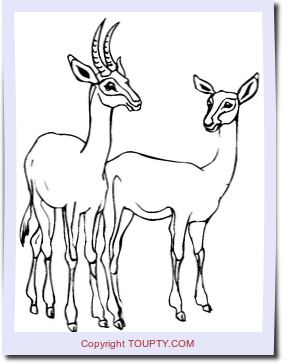 antilope