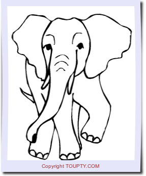 elephant