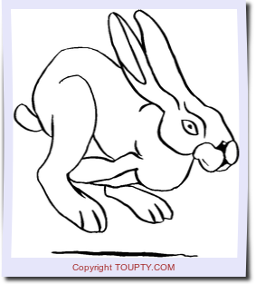 lapin