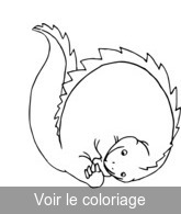 coloriage dinosaure en boule