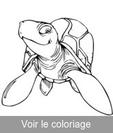 dessin tortue de mer gratuit