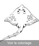 coloriage poisson raie a imprimer