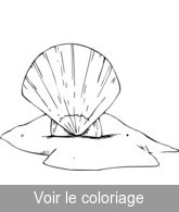 coquillage coloriage gratuit