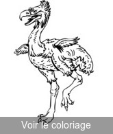 dessin autruche préhistorique pour coloriage