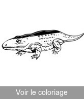 coloriage dessin reptile amphibien