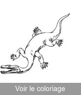 image dinosaure aquatique pour colorier