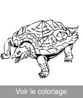 image a colorier tortue prehistorique