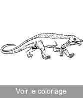 coloriage reptile prehistorique