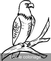 Coloriage Aigle Observateur sur une Branche | Toupty.com