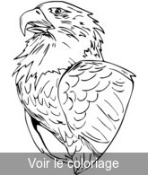 Coloriage Tête d'Aigle Concentrée | Toupty.com