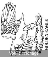 Coloriage Aigle qui Déploie ses Ailes | Toupty.com