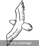Coloriage Aigle en Vol Harmonieux | Toupty.com