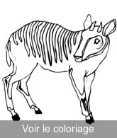 coloriage antilope noir et blanc pour coloriage