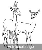 image GIF antilope a colorier après impression