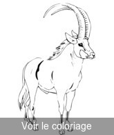 antilope dessin gratuit a imprimer