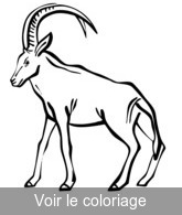 dessin antilope pour coloriage