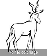crocquis antilope pour coloriage