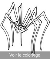 coloriage araignée avec de grandes pattes