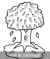 Coloriage Arbre Perte Feuilles| Toupty.com