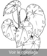 Coloriage Feuilles Couleurs Automnales | Toupty.com