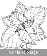 Coloriage Autres Feuilles Automnales | Toupty.com