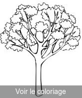 Coloriage Arbre Couleurs Automne | Toupty.com