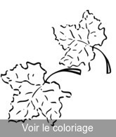 Coloriage Duo Feuilles Mortes | Toupty.com