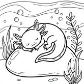 Un axolotl endormi paisiblement sur un rocher au fond de l'eau