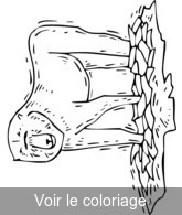 Coloriage Babouin à Quatre Pattes | Toupty.com