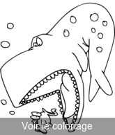 coloriage baleine noir et blanc pour coloriage