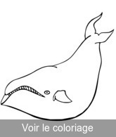 coloriage baleine noir & blanc a colorier