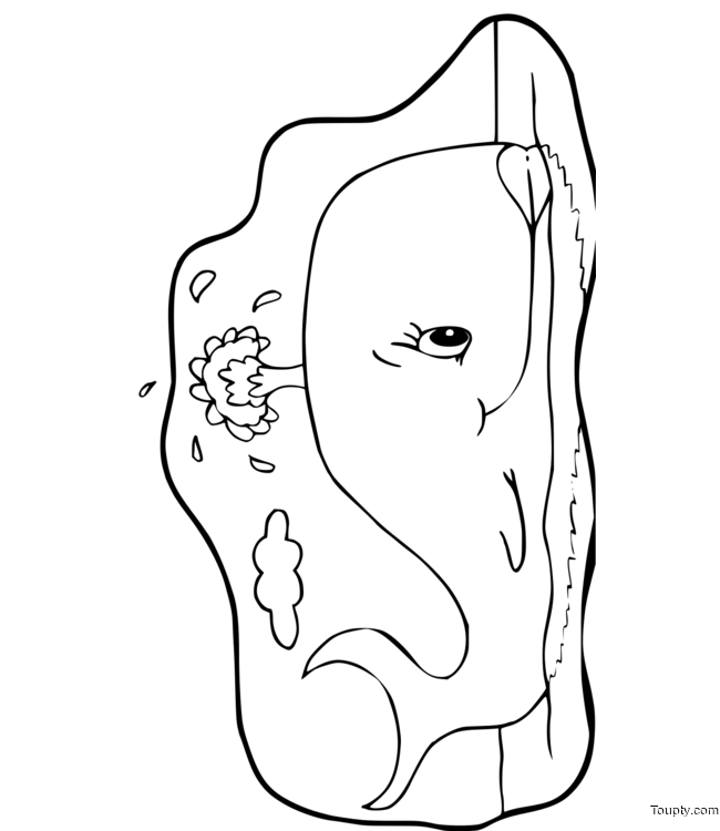 BALEINE  Coloriages de baleines a imprimer