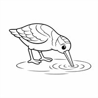 Coloriage bécasse semi réaliste simple qui boit dans une flaque, petites rides d’eau en contours