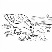 Coloriage bécasse réaliste simplifiée qui fouille le sol, deux vers et tronc couché stylisé